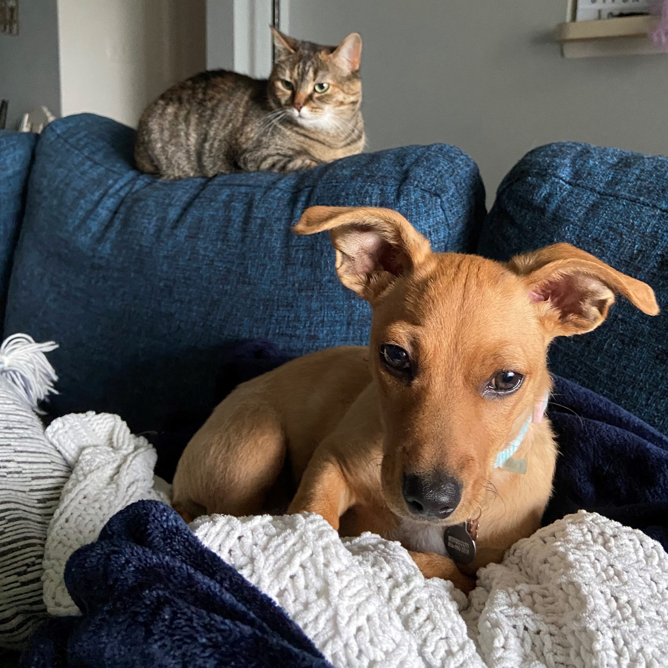 Pets